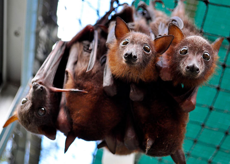 ultrafacts:  1017sosa300:  ultrafacts:    The fruit bat pups at the Tolga Bat Hospital