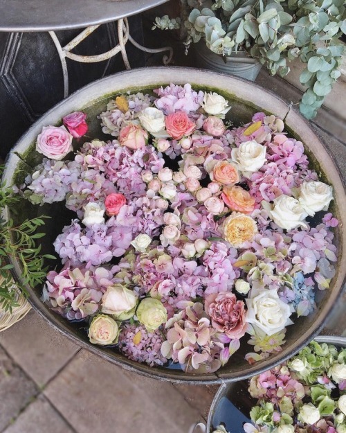 andantegrazioso: Floating petals | lora_londra