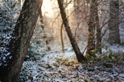 l3link182:  Dusting of Snow by John Nunney 