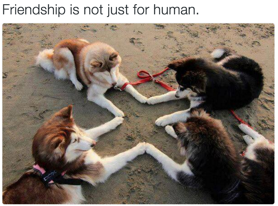 babyanimalgifs:  baby animals blog 