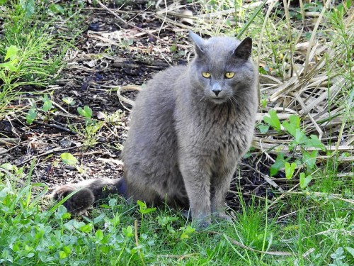 naturelvr69likes: julietterainbow: Je retrouve PACHA au parc thermal ….. @mostlycatsmostly