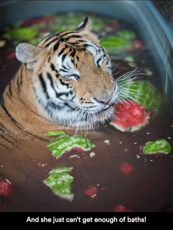 chocolatequeennk:  deapseelugia:  catchymemes:  Sick Tiger Cub Gets Rescued From