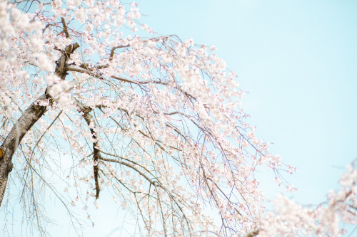 観音神社のしだれ桜