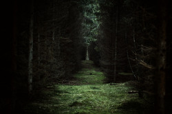 halahi:  firmamente:dark woods by farbstich.net  nature ain’t a froot machine