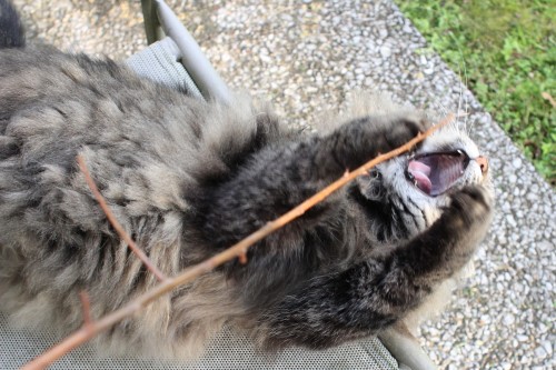dollsahoy:  thelifeofacatlady:  dollsahoy:  Floof vs Stick  Please tell me it’s actual name is floof.  It is!  We found her last year and started referring to her as The Floofy Cat while we were trying to find her real owners.  No-one ever turned