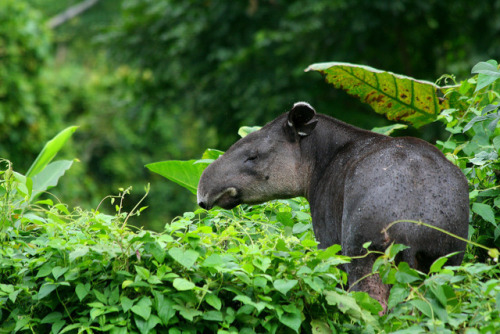 ultimate-passport: Bairds Tapir - BelizeThe Bairds Tapir is the largest land mammal in Central Ameri