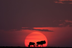 nubbsgalore:  photos by paul goldstein in olare and mara north conservancies in kenya’s masai mara. 