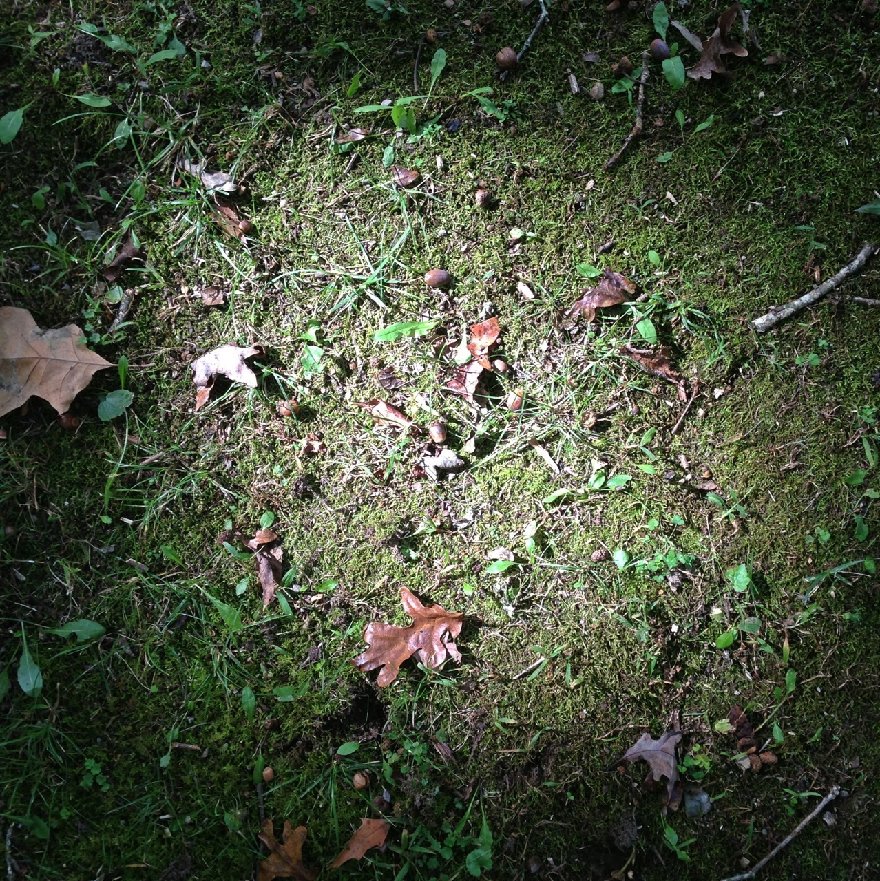 forest floor: Crossville, TN.