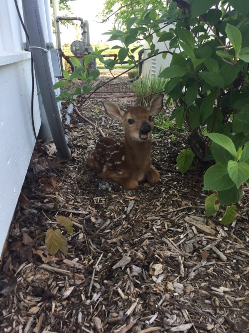 awwww-cute:  Found this little guy sitting outside my front door this morning (Source: http://ift.tt/1JObnQZ)