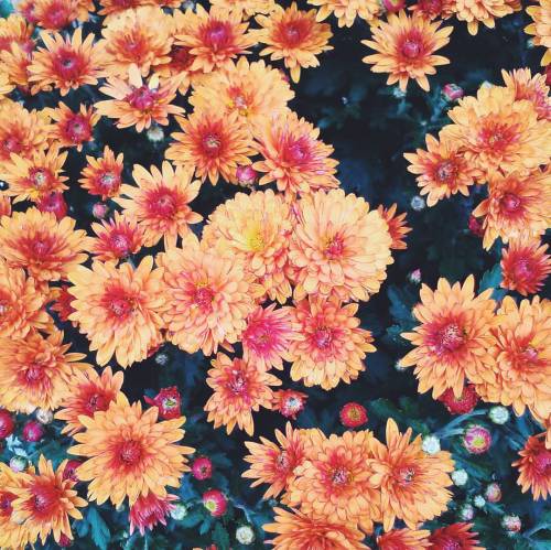 Absolutely in love with these rusted tiny chrysanthemums! So many shades flowing, such a temperate b