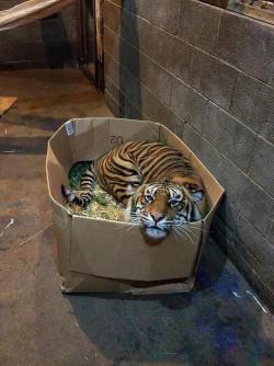 loloftheday:  Kitty in a box