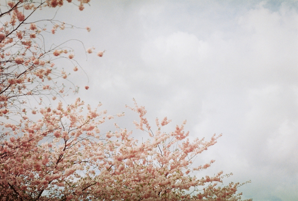 jacindaelena:     by nopennyforthem  