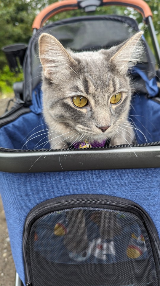 Ten Speed Out For A Stroll. She Loves It And Is So Relaxed And Interested The Entire Time.
