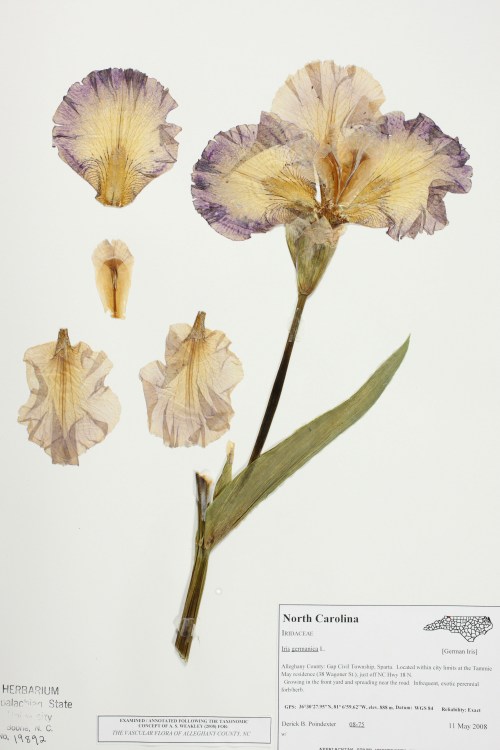 Iris germanica