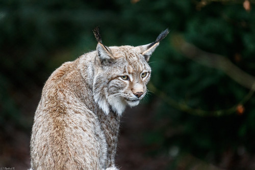 striped-civet: Eurasian lynx (Lynx lynx)Heimat-Tierpark Olderdissen, Germany © Manfred M.