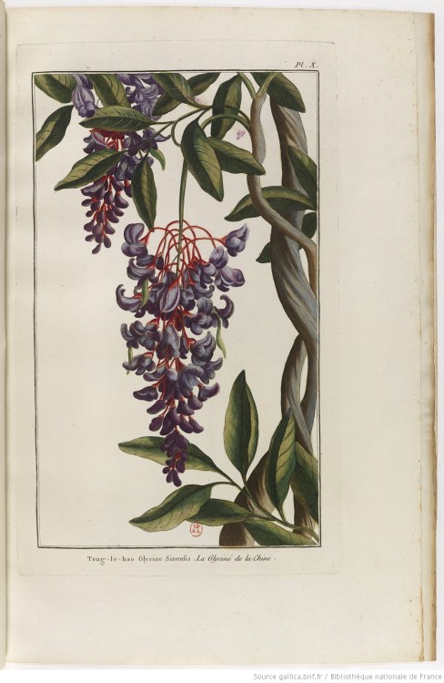  Botanical illustrations taken from ‘Bouquets de Flore’ by  P. J. Buc'hoz (1731-1807)Images and text
