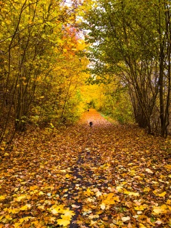 jalouise:  Morning walk with the dogs-so colorful 