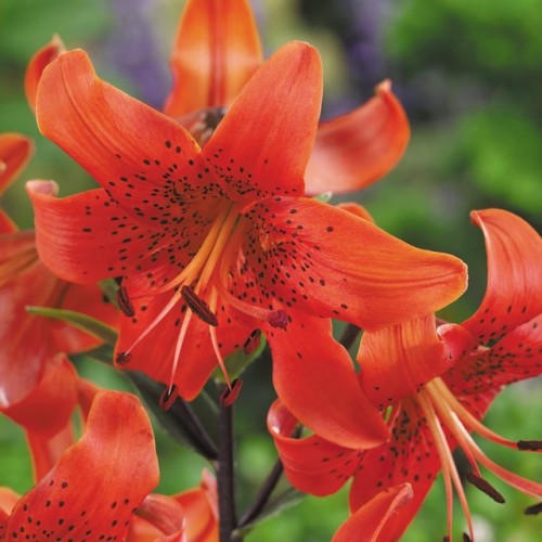 mohandoshi:Tiger lilies