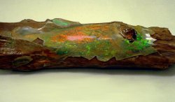stunningpicture:  The bark of a 160 million year old tree turned to opal