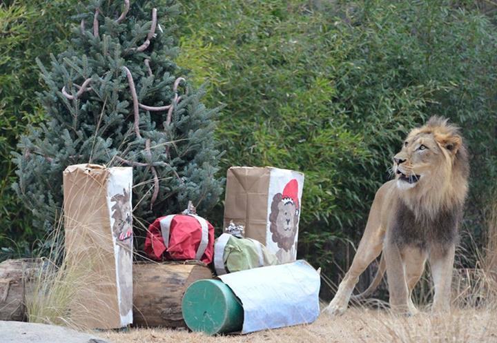 pleatedjeans:  20 Animals That Absolutely Love Their Christmas Presents