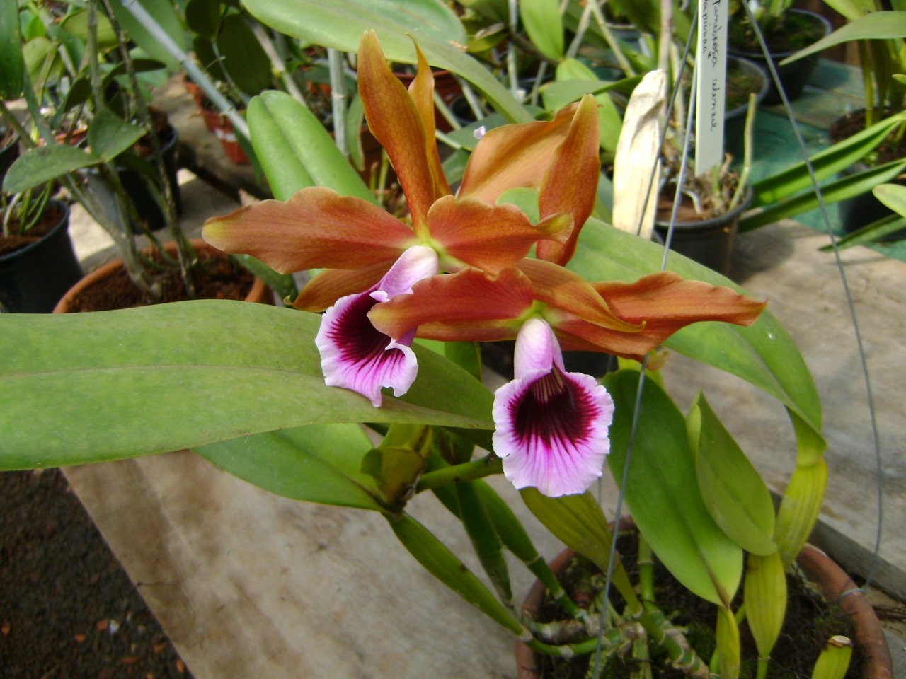 Cattleya tenebrosa (syn. Laelia tenebrosa) ‘Maria Fumaça’.
Orchidaceae: Laeliinae.
By Marcia Morelli.