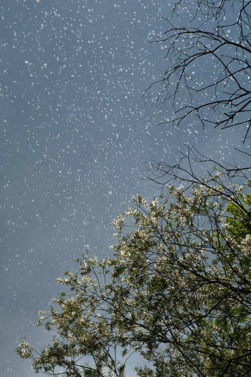 tempuros: Neige?!