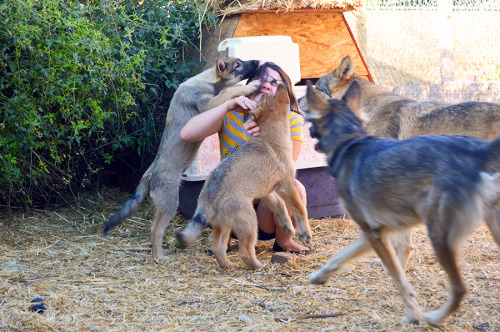 Wolfdogs! Well, mostly Wolfdogs. That pretty girl with the STRIKING blue eyes is just a husky/German