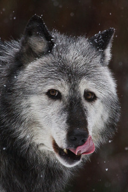 Gray Wolf, Canis lupus by Mark Daly