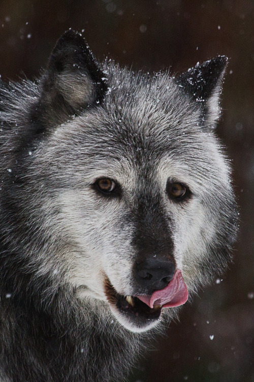 XXX mstrkrftz:  Gray Wolf, Canis lupus by Mark photo