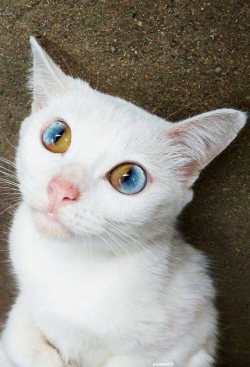 awwww-cute:  This cat’s eyes are brown