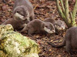 dailyotter:  Otter Pups at ZooParc de Beauval More at today’s Daily Otter post, via Zooborns 