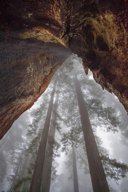 mrickard5:  Giant Redwoods by mrickard5
