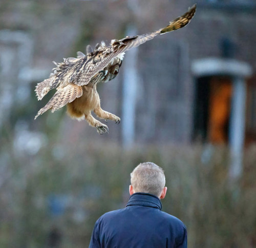 archiemcphee:  Last month we shared a story about a territorial owl in Salem, OR who was dive-bombing unsuspecting park joggers passing through its turf. Today we’ve learned about another unusual owl who seeks out people, this time apparently as a