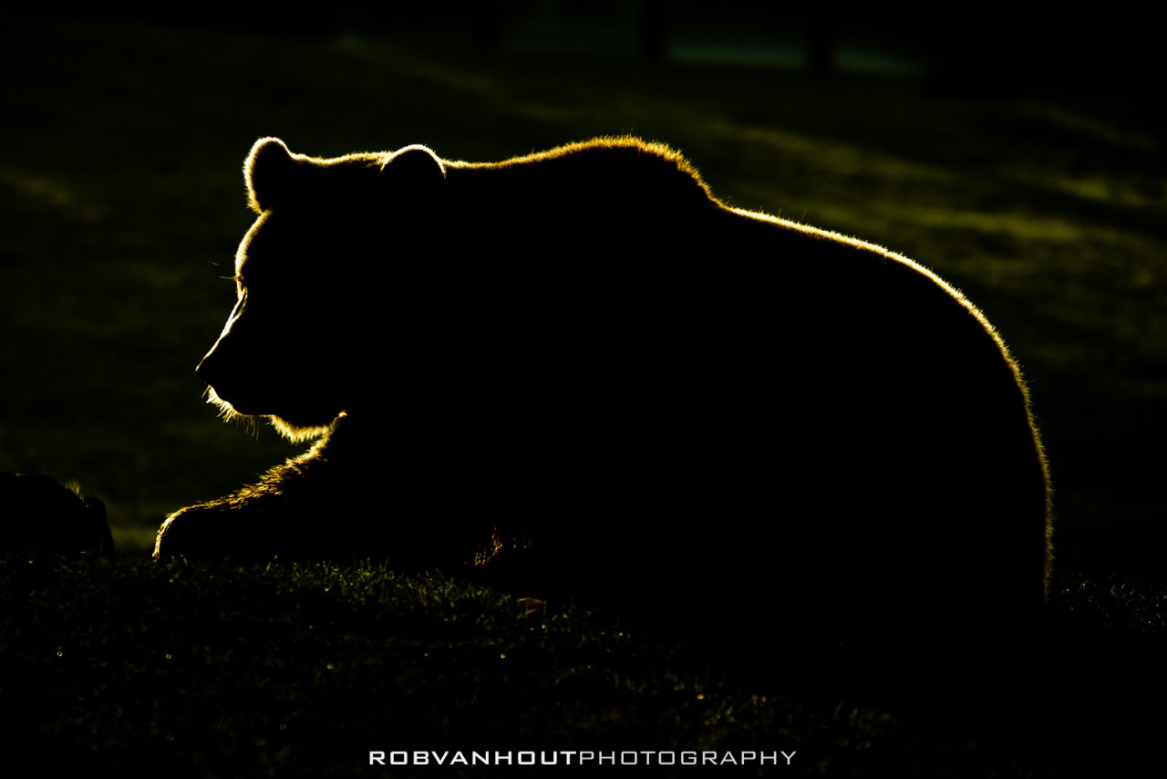 fuck-yeah-bears:  Brown Bear by Rob van Hout