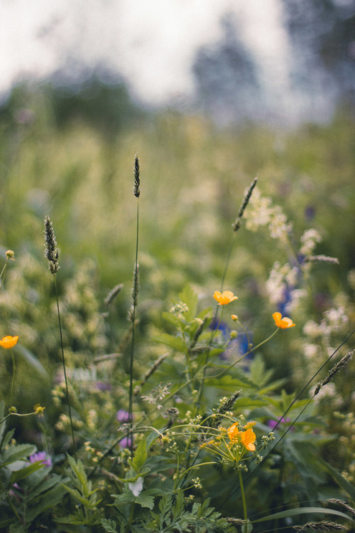 rabbitinthemeadow:  A soft and breathy melody, labored and dripping with the sweetness of nectar // 