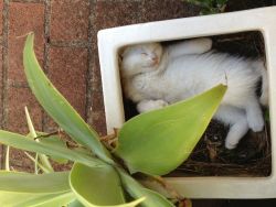 skyab0veus:  hebruise:  awwww-cute:  Couldn’t find my kitten anywhere, then I walked passed the pot plant and saw this  OMG  omg omg this is so adorable 