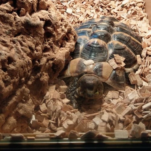 Max the tortoise is a cute little guy who loves attention (and...