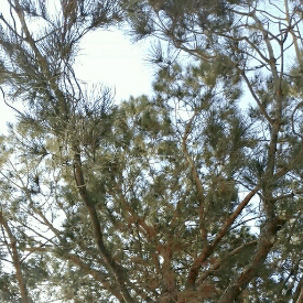 07.01.2016  today’s trees + wind, but the same old thoughts