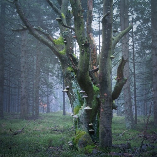 Old gnarled beech tree / National park Sumava by Rudolf Vlček