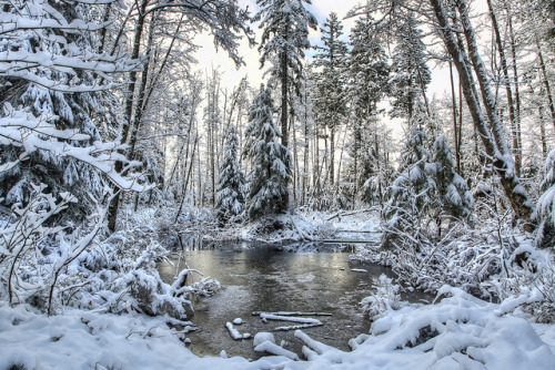 ancientdelirium: Frozen Forest by kll9000 on Flickr.