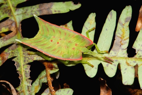 Porn photo sinobug:  Giant Shield/Stink Bug Nymph (Tessaratomidae)