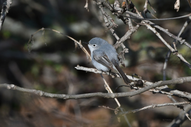 Blue-gray GnatcatcherThe North America nesting range of the Blue-gray Gnatcatcher moved northward during the last century. Records indicate a 200 mile expansion northward during the last quarter of the 1900s, likely due to a rise in average temperatures. #Blue-gray Gnatcatcher#natural