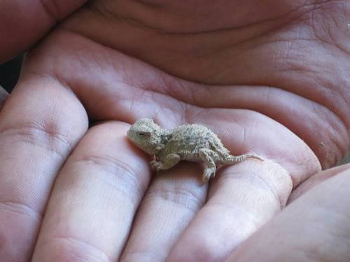 lovenaturewildlife:  Breathtaking Planet Earth Baby bearded dragon by Sid Lapthrop