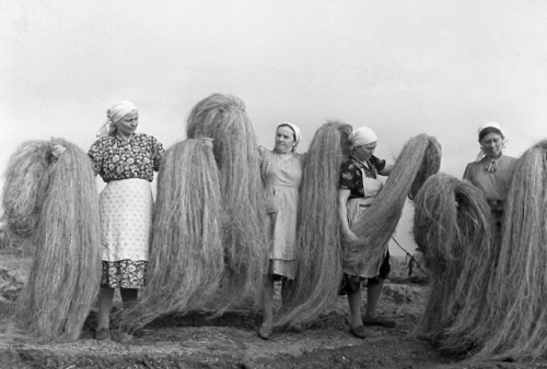 Hempcrete Above - Russians sorting raw hemp fibers in the Kursk region in the 1960s. Hemp has been u