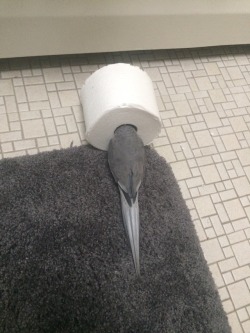 larryburb:I can’t poop in private anymore.