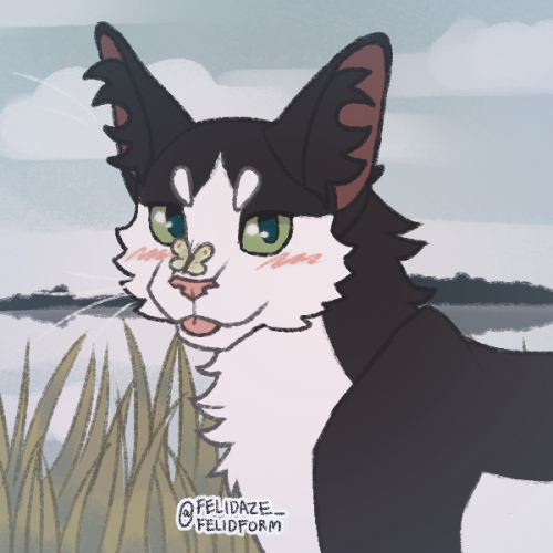 feliday ✦ on X: my warrior cats picrew probably    / X