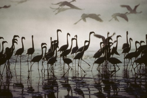 Lesser Flamingo (Phoeniconaias minor)© Josep del Hoyo
