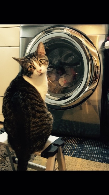 oncelostinwonderland:This is son… He doesn’t trust the washing machine. He sits in fron