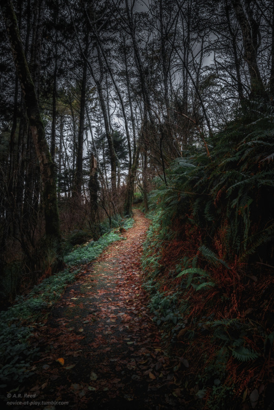 “She’s got the whole dark forest living inside of her.” ~Tom Waits