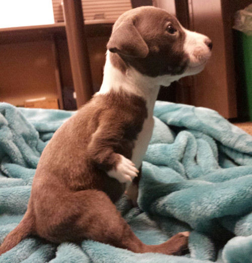 thishomolovespizza:ofcrosseddaggers:awwww-cute:Secretary at work rescued this little guy who was bor